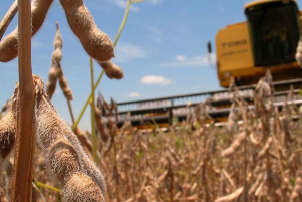 Grupo Carlos Casado espera buenos rendimientos en soja y maíz luego de las lluvias en el Chaco