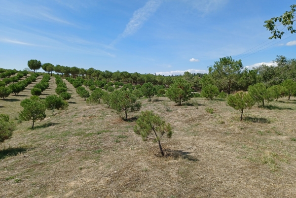 SANJOSE realizar la conservacin de las zonas verdes municipales en los distritos madrileos de Ciudad Lineal, Hortaleza, San Blas - Canillejas y Barajas (Lote 4)