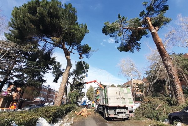 SANJOSE will Provide Green Evaluation and Review Service for Madrid's Trees (SERVER)